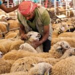 حظيرة لبيع أغنام قبيل عيد الأضحى