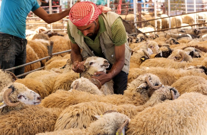 حظيرة لبيع أغنام قبيل عيد الأضحى