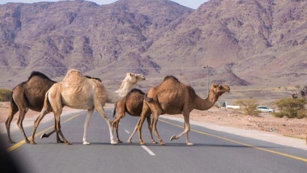 إبل سائبة في الطريق