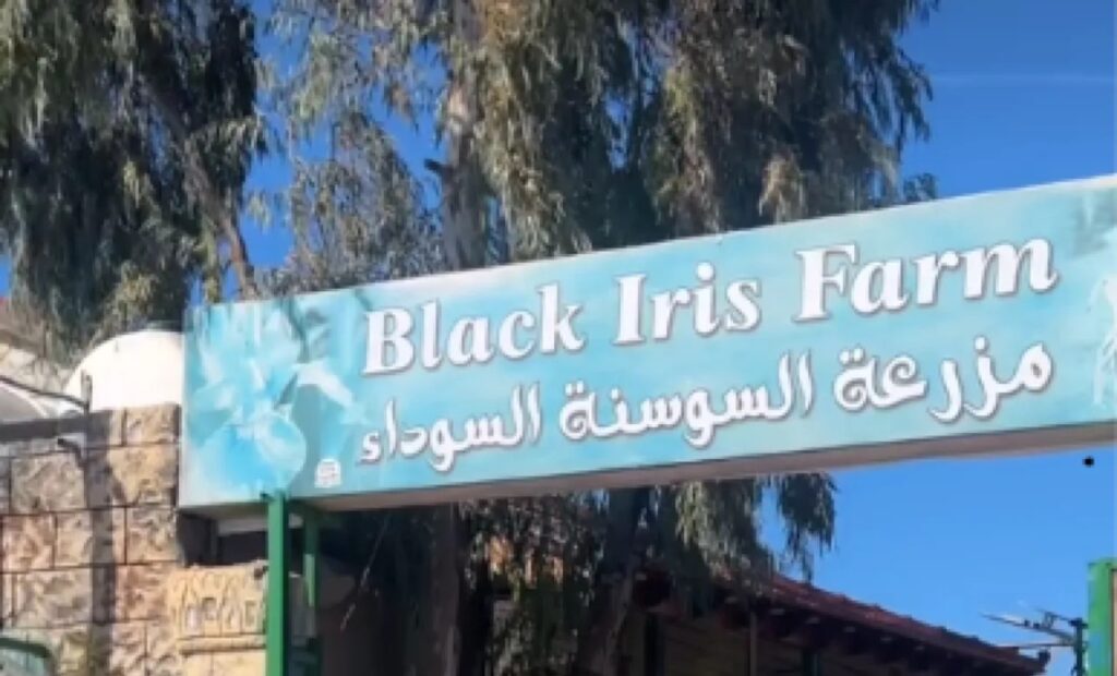 ضربة قضائية لقرار الإغلاق.. المحكمة تعيد فتح "السوسنة السوداء"