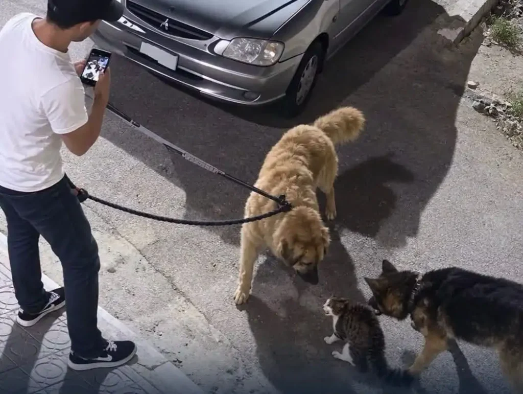 القبض على شخص سمح لكلبين بنهش قطة في الشارع