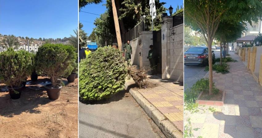 بعد جدل إزالة الأشجار.. أمانة عمّان: الإزالة للحالات المعيقة فقط