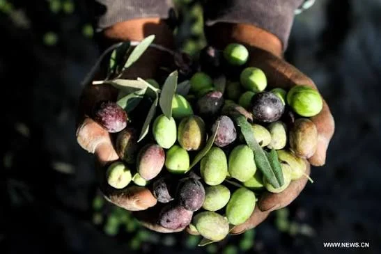 دعوة لتأخير قطاف الزيتون أسبوعين.. ما السبب؟